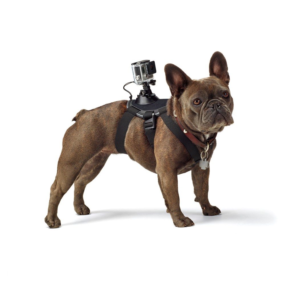 go-pro-pet